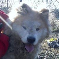 BENEK, Mixed Breed (Fundacja Głosem Zwierząt)