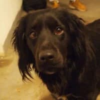 NAPI, Mixed Breed (Fundacja Głosem Zwierząt)