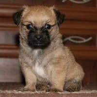 LANDO, Mixed Breed (Fundacja Głosem Zwierząt)