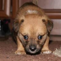 LULU, Mixed Breed (Fundacja Głosem Zwierząt)