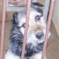 BOBIK, Mixed Breed (Fundacja Głosem Zwierząt)