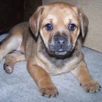 SOFIK, Mixed Breed (Fundacja Głosem Zwierząt)
