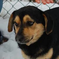 MUSZU, Mixed Breed (Fundacja Głosem Zwierząt)
