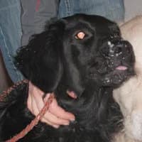 JAGÓDKA, Mixed Breed (Fundacja Głosem Zwierząt)