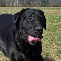ENZO, Mixed Breed (Fundacja Głosem Zwierząt)