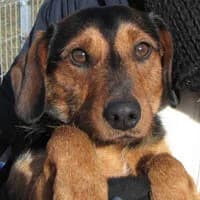 BOBBIK, Mixed Breed (Fundacja Głosem Zwierząt)