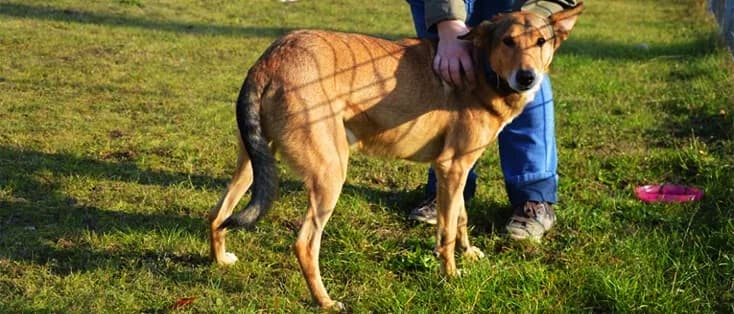 TANGO, Mixed Breed (Fundacja Głosem Zwierząt)