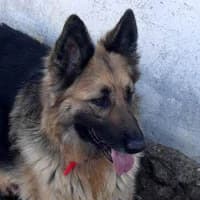 SARI, Mixed Breed (Fundacja Głosem Zwierząt)