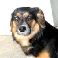 TORI, Mixed Breed (Fundacja Głosem Zwierząt)