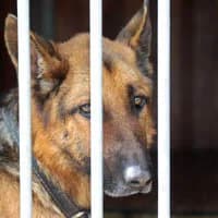 WILLI, Mixed Breed (Fundacja Głosem Zwierząt)