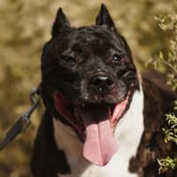 AMY, Mixed Breed (Fundacja Głosem Zwierząt)