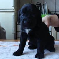 ESSI, Mixed Breed (Fundacja Głosem Zwierząt)