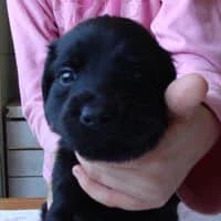 EMMET, Mixed Breed (Fundacja Głosem Zwierząt)