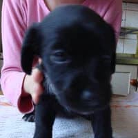 EMMILI, Mixed Breed (Fundacja Głosem Zwierząt)