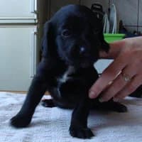 ELVIS, Mixed Breed (Fundacja Głosem Zwierząt)