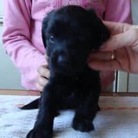 EJLA, Mixed Breed (Fundacja Głosem Zwierząt)