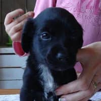 EFFIE, Mixed Breed (Fundacja Głosem Zwierząt)