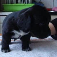 ECIK, Mixed Breed (Fundacja Głosem Zwierząt)