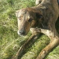 BRAVEHEART, Mixed Breed (Fundacja Głosem Zwierząt)