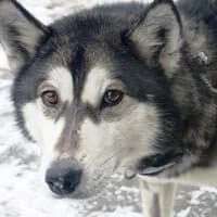 ALGIZ, Mixed Breed (Fundacja Głosem Zwierząt)