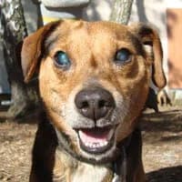 DINGO, Mixed Breed (Fundacja Głosem Zwierząt)