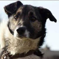 CYPRIAN, Mixed Breed (Fundacja Głosem Zwierząt)