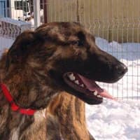 JULIETTA, Mixed Breed (Fundacja Głosem Zwierząt)