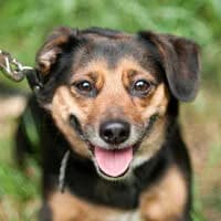 KOKKA, Mixed Breed (Fundacja Głosem Zwierząt)