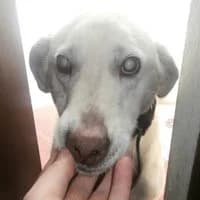 MAX, Mixed Breed (Fundacja Głosem Zwierząt)