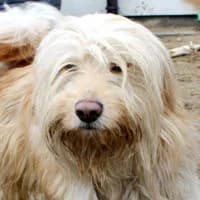 AMBER, Mixed Breed (Fundacja Głosem Zwierząt)