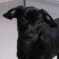 TOLKA, Mixed Breed (Fundacja Głosem Zwierząt)