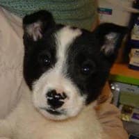 TOLUŚ, Mixed Breed (Fundacja Głosem Zwierząt)