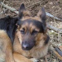 RODOS, Mixed Breed (Fundacja Głosem Zwierząt)