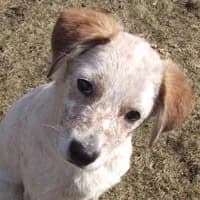 NABI, Mixed Breed (Fundacja Głosem Zwierząt)