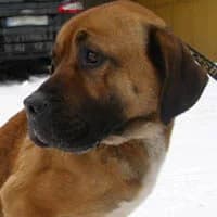 SASZA, Mixed Breed (Fundacja Głosem Zwierząt)