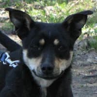 LUCJUSZ, Mixed Breed (Fundacja Głosem Zwierząt)