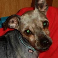 ROBIN, Mixed Breed (Fundacja Głosem Zwierząt)