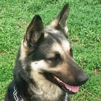 KORRA, Mixed Breed (Fundacja Głosem Zwierząt)