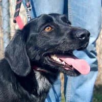 THOR, Mixed Breed (Fundacja Głosem Zwierząt)