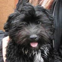 PEREŁKA, Mixed Breed (Fundacja Głosem Zwierząt)