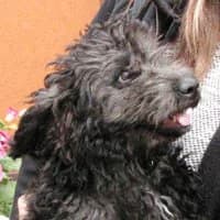 TUFIK, Mixed Breed (Fundacja Głosem Zwierząt)