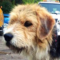 DEXTER, Mixed Breed (Fundacja Głosem Zwierząt)