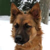 BARU, Mixed Breed (Fundacja Głosem Zwierząt)