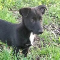 RUBI, Mixed Breed (Fundacja Głosem Zwierząt)