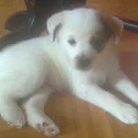 RAMZES, Mixed Breed (Fundacja Głosem Zwierząt)