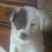 DIANKA, Mixed Breed (Fundacja Głosem Zwierząt)
