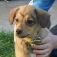UNO, Mixed Breed (Fundacja Głosem Zwierząt)