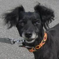 BLEKI, Mixed Breed (Fundacja Głosem Zwierząt)