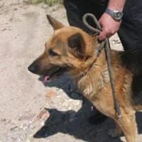 LAMPO, Mixed Breed (Fundacja Głosem Zwierząt)