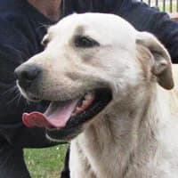 DRAGO, Mixed Breed (Fundacja Głosem Zwierząt)